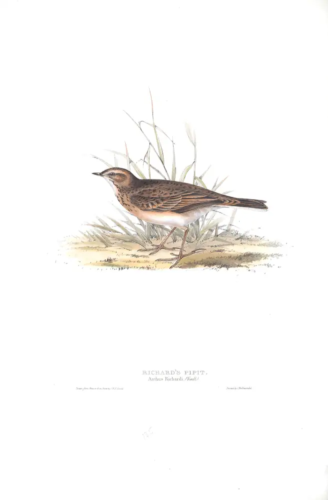The whole sheet of plate 135, with its engraved caption