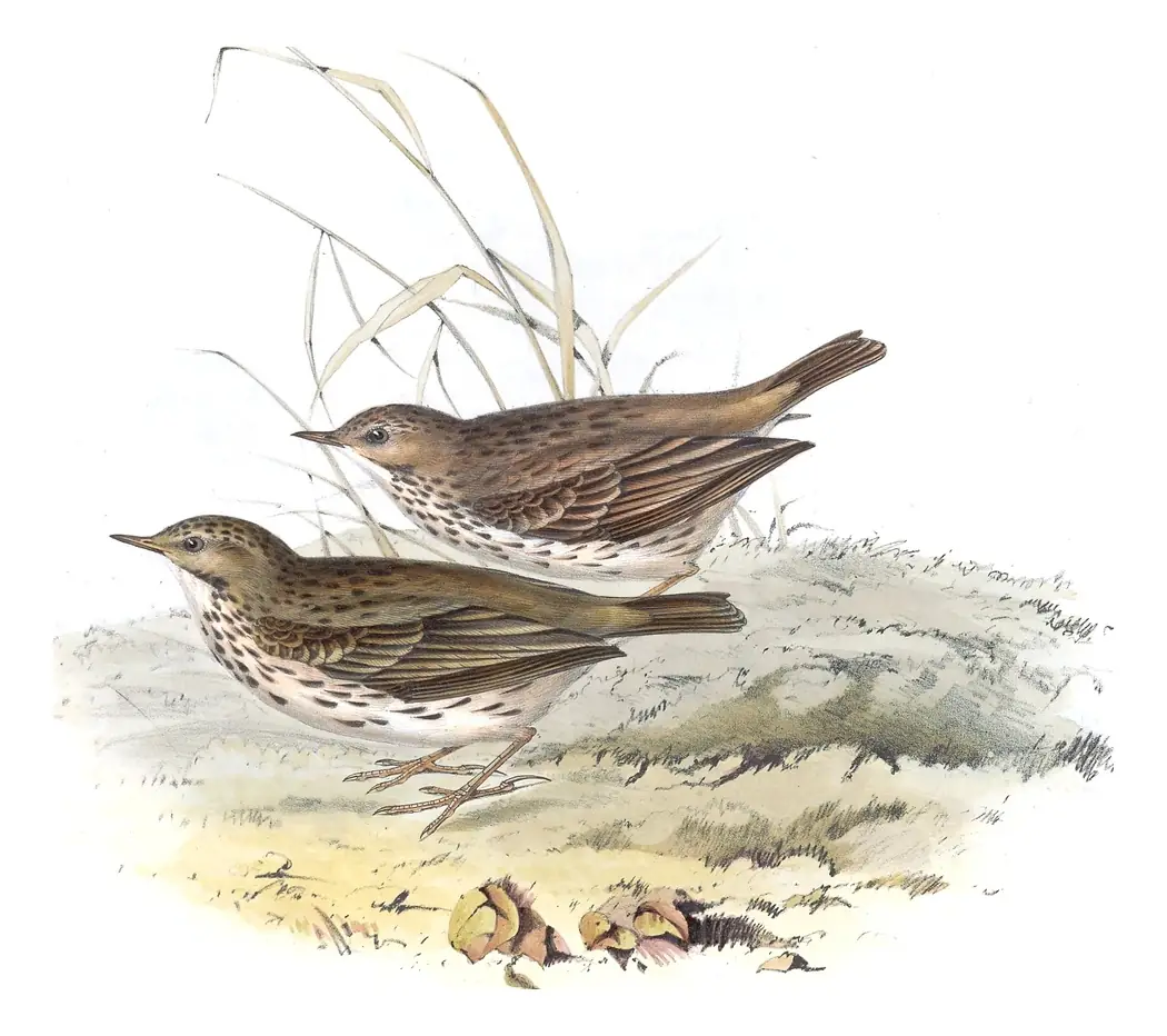 Plate 136 of Gould's The Birds of Europe: Meadow Pipit (Anthus pratensis)