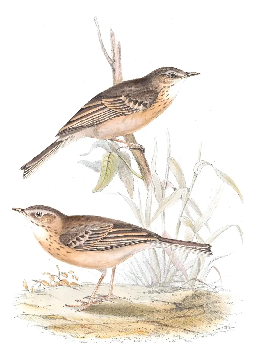Plate 137 of Gould's The Birds of Europe: Tawny Pipit (Anthus campestris)