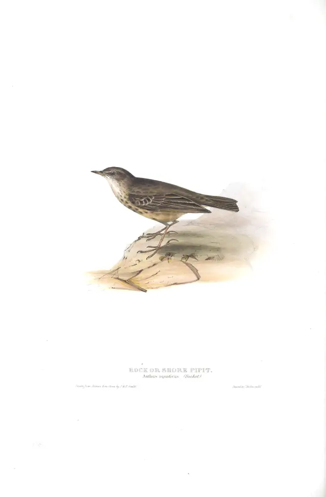 The whole sheet of plate 138, with its engraved caption