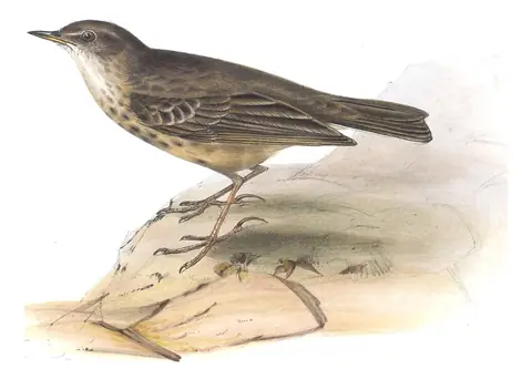 Plate 138 of Gould's The Birds of Europe: Rock Pipit (Anthus petrosus)
