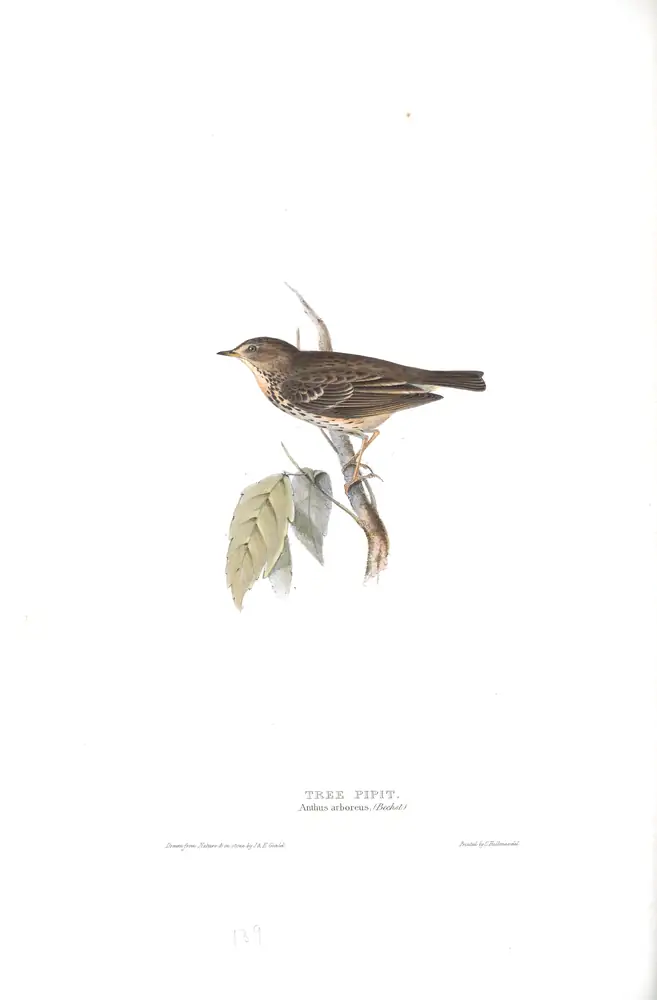 The whole sheet of plate 139, with its engraved caption