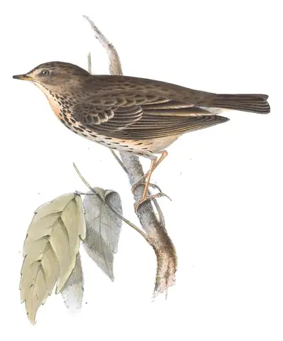 Plate 139 of Gould's The Birds of Europe: Tree Pipit (Anthus trivialis)