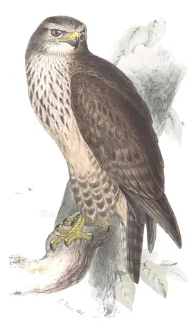 Plate 14 of Gould's The Birds of Europe: Common Buzzard (Buteo buteo)