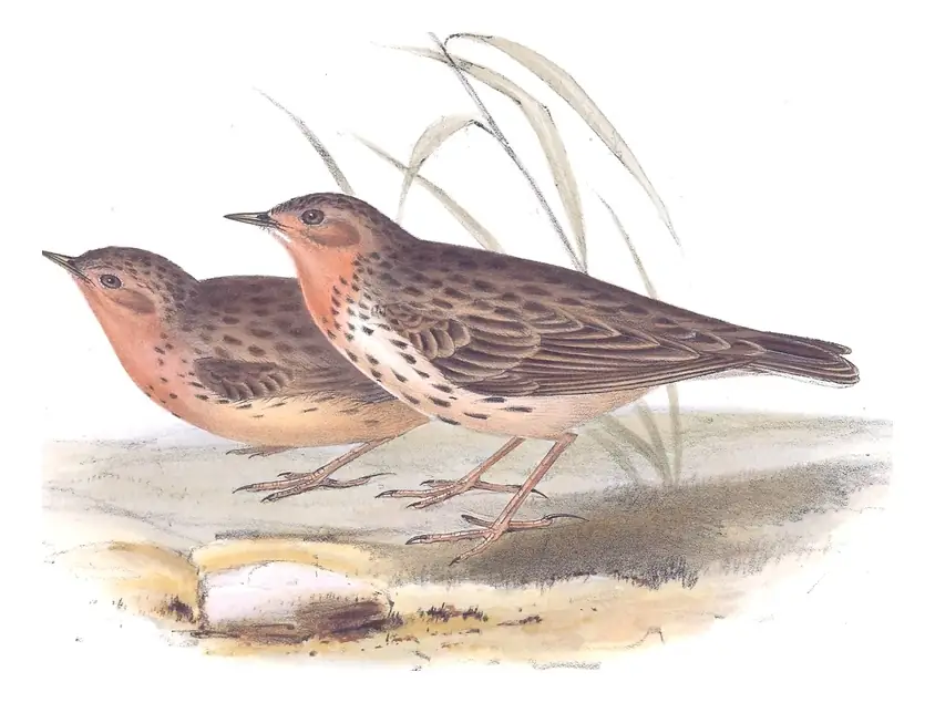 Plate 140 of Gould's The Birds of Europe: Red-throated Pipit (Anthus cervinus)