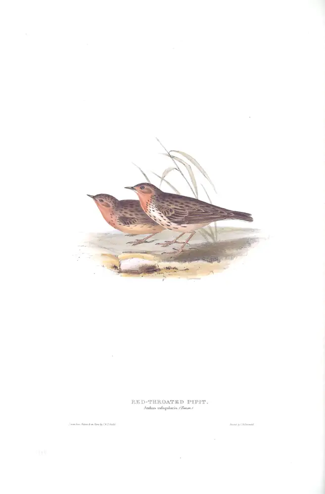 The whole sheet of plate 140, with its engraved caption