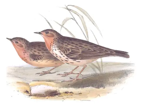 Plate 140 of Gould's The Birds of Europe: Red-throated Pipit (Anthus cervinus)
