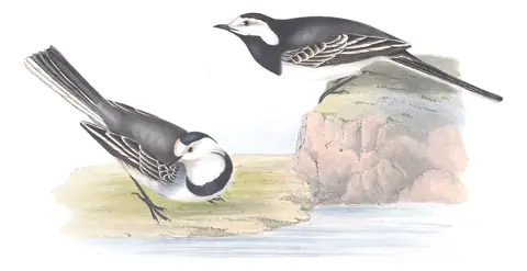 Plate 141 of Gould's The Birds of Europe: White Wagtail (Motacilla alba)