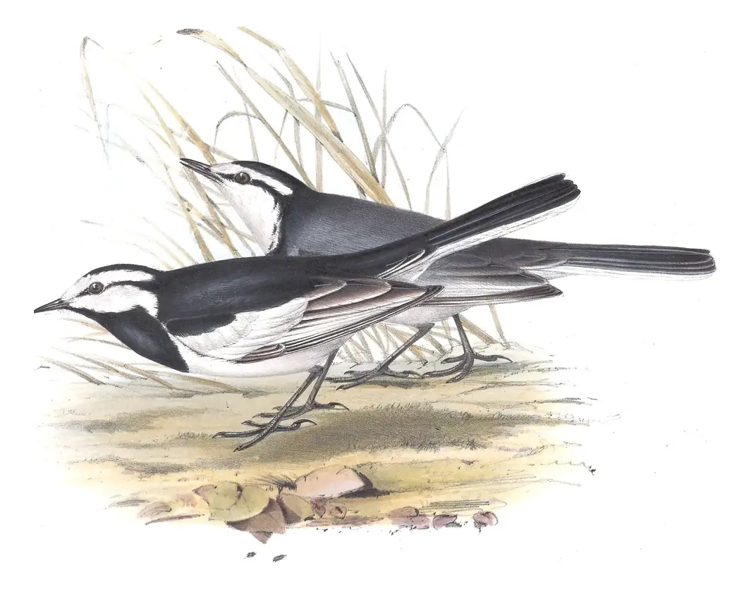 Plate 142 of Gould's The Birds of Europe: White Wagtail (Motacilla alba)