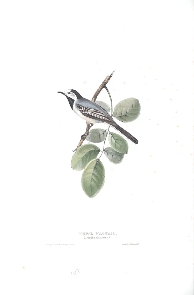 The whole sheet of plate 143, with its engraved caption