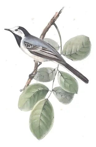 Plate 143 of Gould's The Birds of Europe: White Wagtail (Motacilla alba)