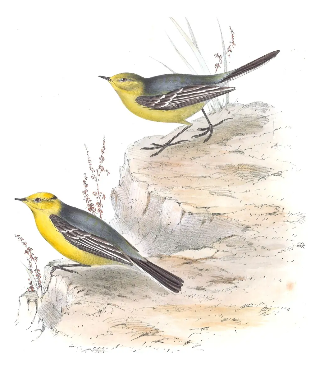 Plate 144 of Gould's The Birds of Europe: Citrine Wagtail (Motacilla citreola)