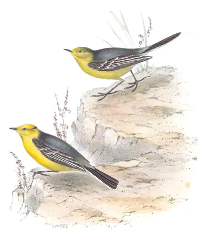 Plate 144 of Gould's The Birds of Europe: Citrine Wagtail (Motacilla citreola)