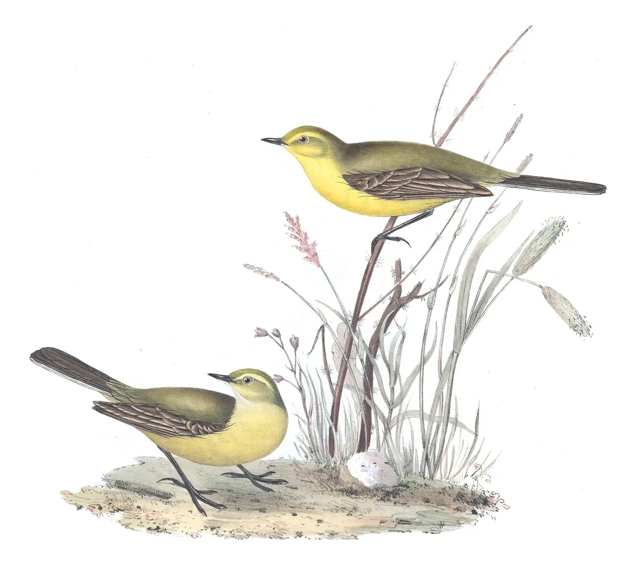 Plate 145 of Gould's The Birds of Europe: Western Yellow Wagtail (Motacilla flava)