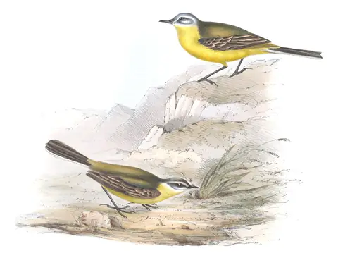 Plate 146 of Gould's The Birds of Europe: Western Yellow Wagtail (Motacilla flava)