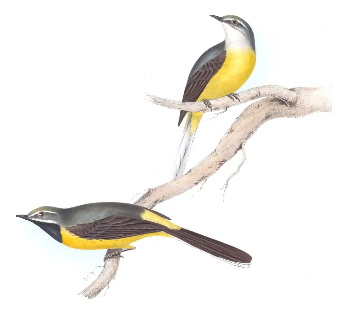 Plate 147 of Gould's The Birds of Europe: Gray Wagtail (Motacilla cinerea)