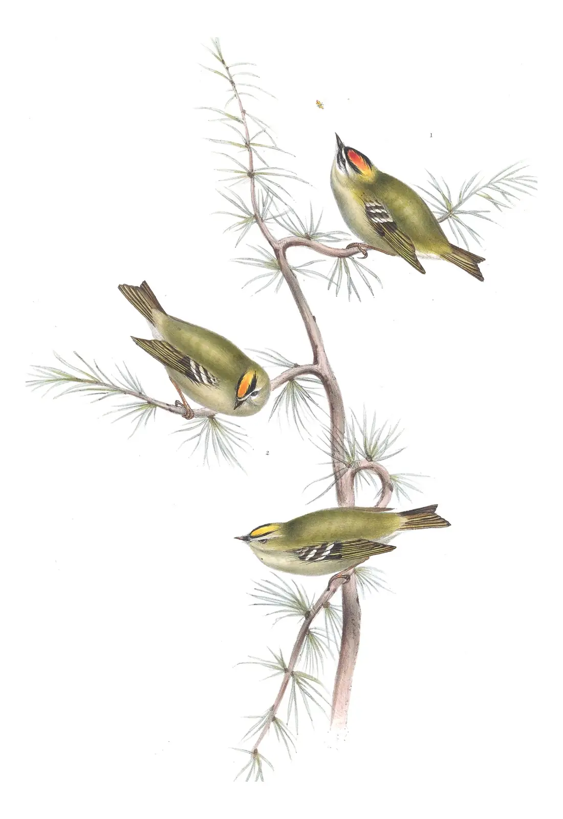 Plate 148 of Gould's The Birds of Europe: Common Firecrest (Regulus ignicapilla) and Goldcrest (Regulus regulus)