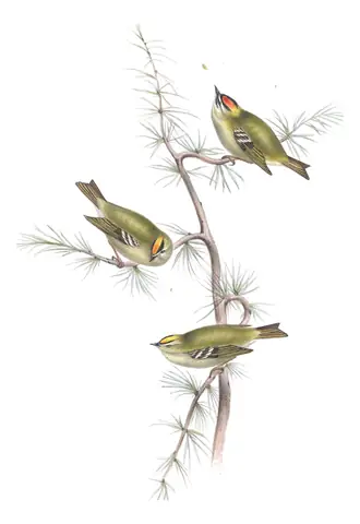 Plate 148 of Gould's The Birds of Europe: Common Firecrest (Regulus ignicapilla) and Goldcrest (Regulus regulus)