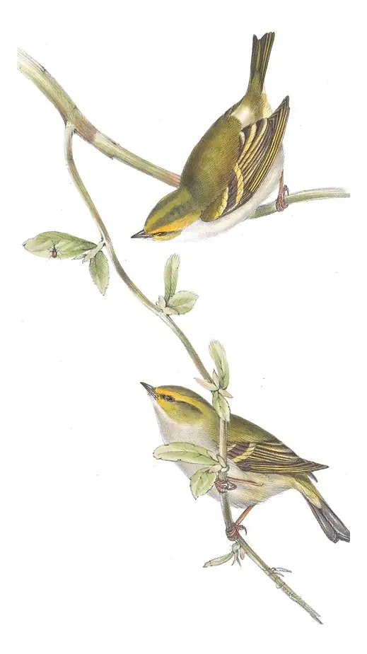 Plate 149 of Gould's The Birds of Europe: Pallas's Leaf Warbler (Phylloscopus proregulus)