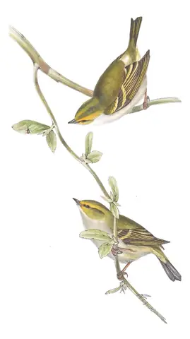 Plate 149 of Gould's The Birds of Europe: Pallas's Leaf Warbler (Phylloscopus proregulus)
