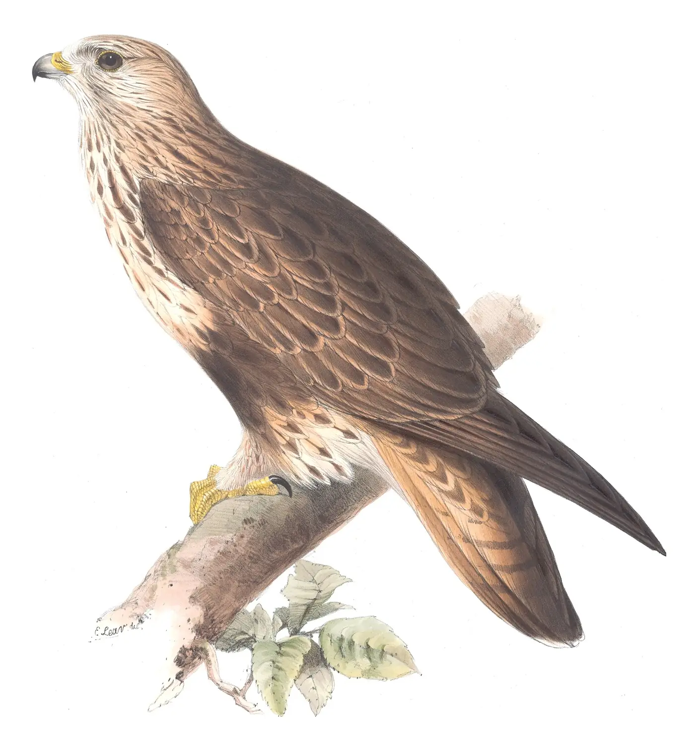 Plate 15 of Gould's The Birds of Europe: Rough-legged Hawk (Buteo lagopus)