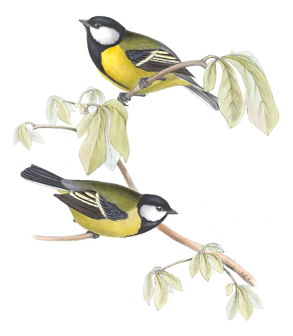Plate 150 of Gould's The Birds of Europe: Great Tit (Parus major)