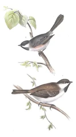 Plate 151 of Gould's The Birds of Europe: Sombre Tit (Poecile lugubris) and Gray-headed Chickadee (Poecile cinctus)