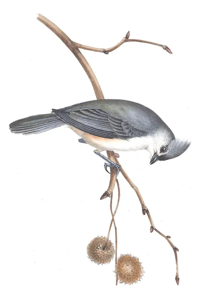 Plate 152 of Gould's The Birds of Europe: Tufted Titmouse (Baeolophus bicolor)