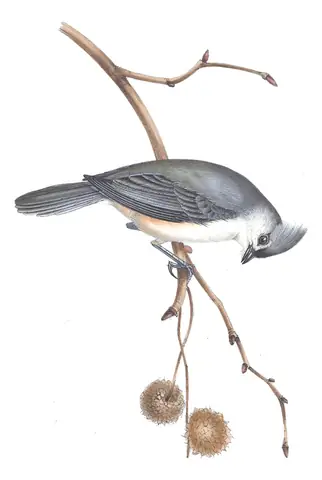 Plate 152 of Gould's The Birds of Europe: Tufted Titmouse (Baeolophus bicolor)