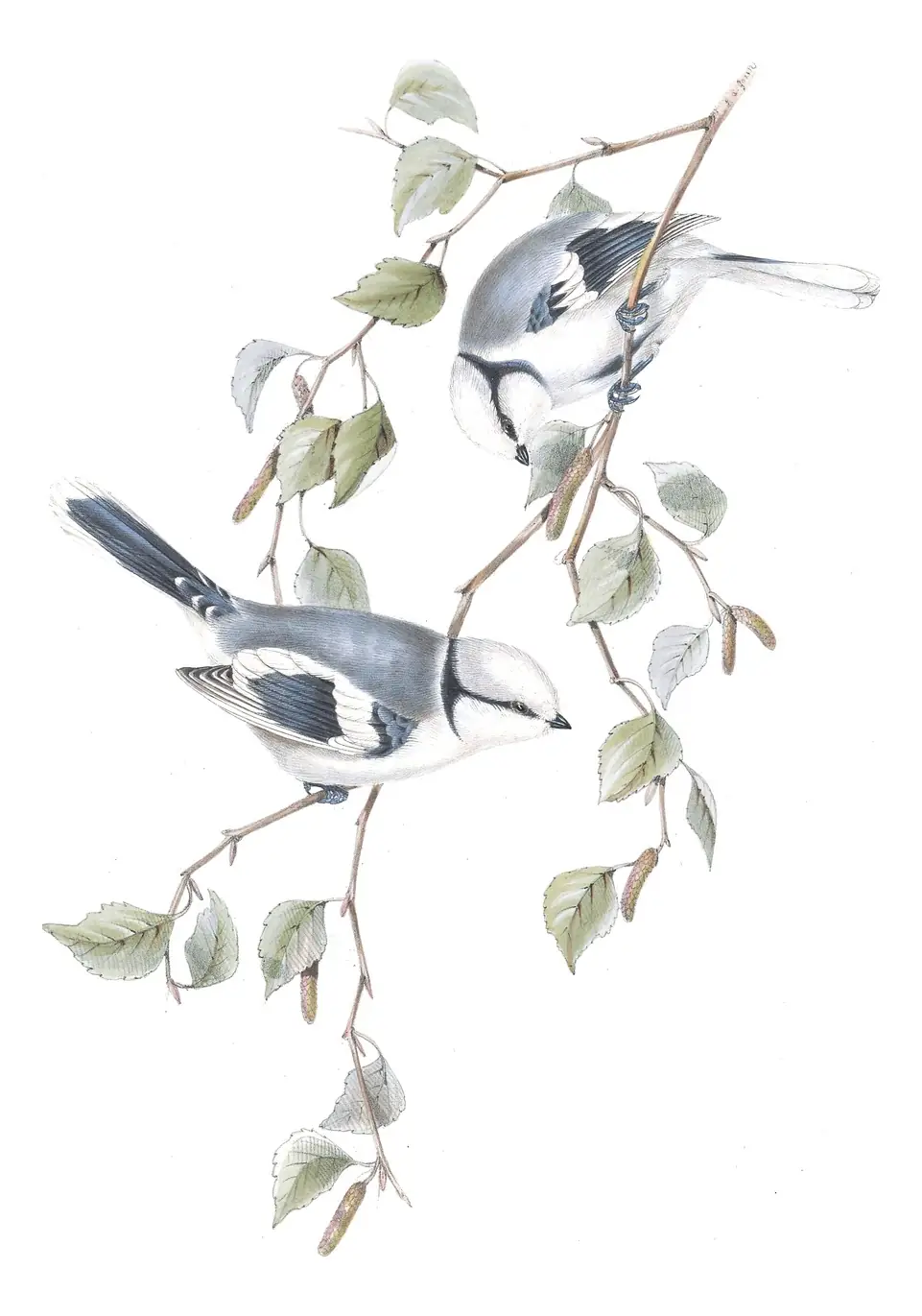 Plate 153 of Gould's The Birds of Europe: Azure Tit (Cyanistes cyanus)