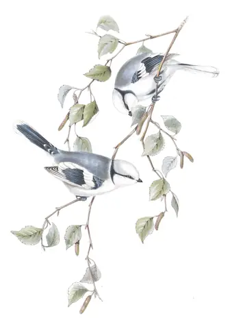 Plate 153 of Gould's The Birds of Europe: Azure Tit (Cyanistes cyanus)