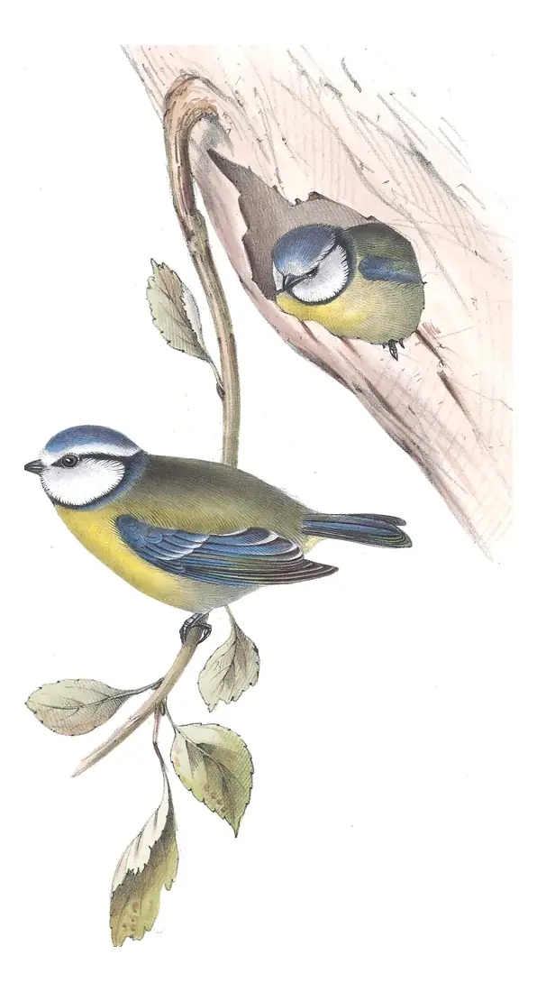 Plate 154 of Gould's The Birds of Europe: Eurasian Blue Tit (Cyanistes caeruleus)
