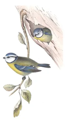 Plate 154 of Gould's The Birds of Europe: Eurasian Blue Tit (Cyanistes caeruleus)