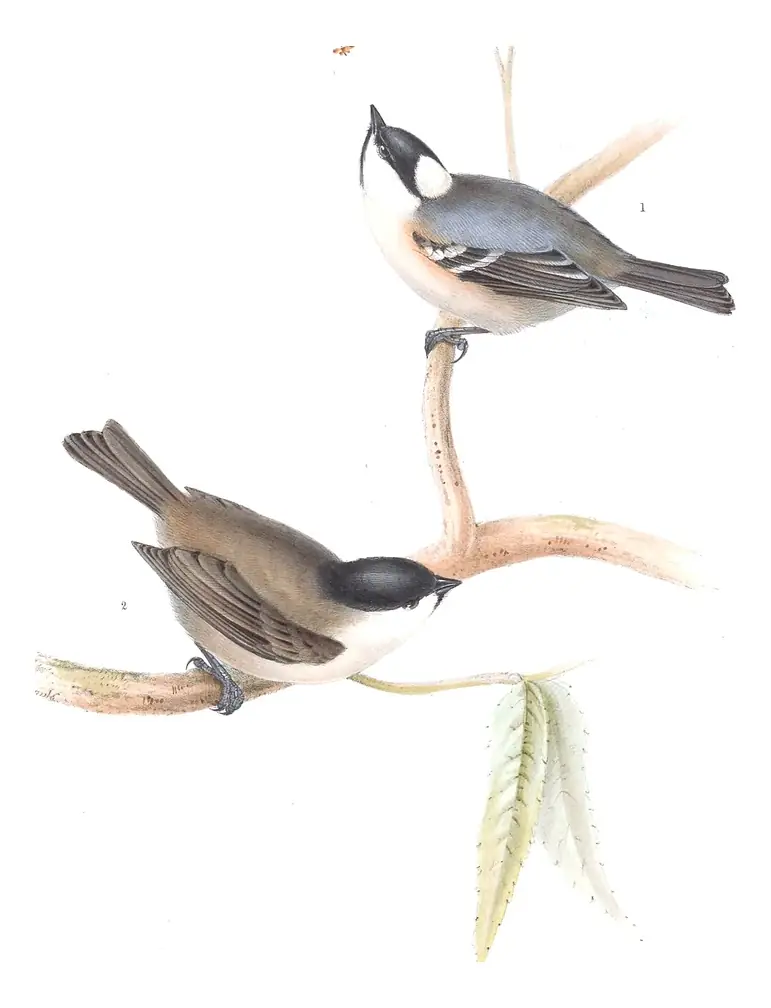 Plate 155 of Gould's The Birds of Europe: Coal Tit (Periparus ater) and Marsh Tit (Poecile palustris)
