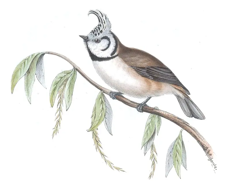 Plate 156 of Gould's The Birds of Europe: Crested Tit (Lophophanes cristatus)