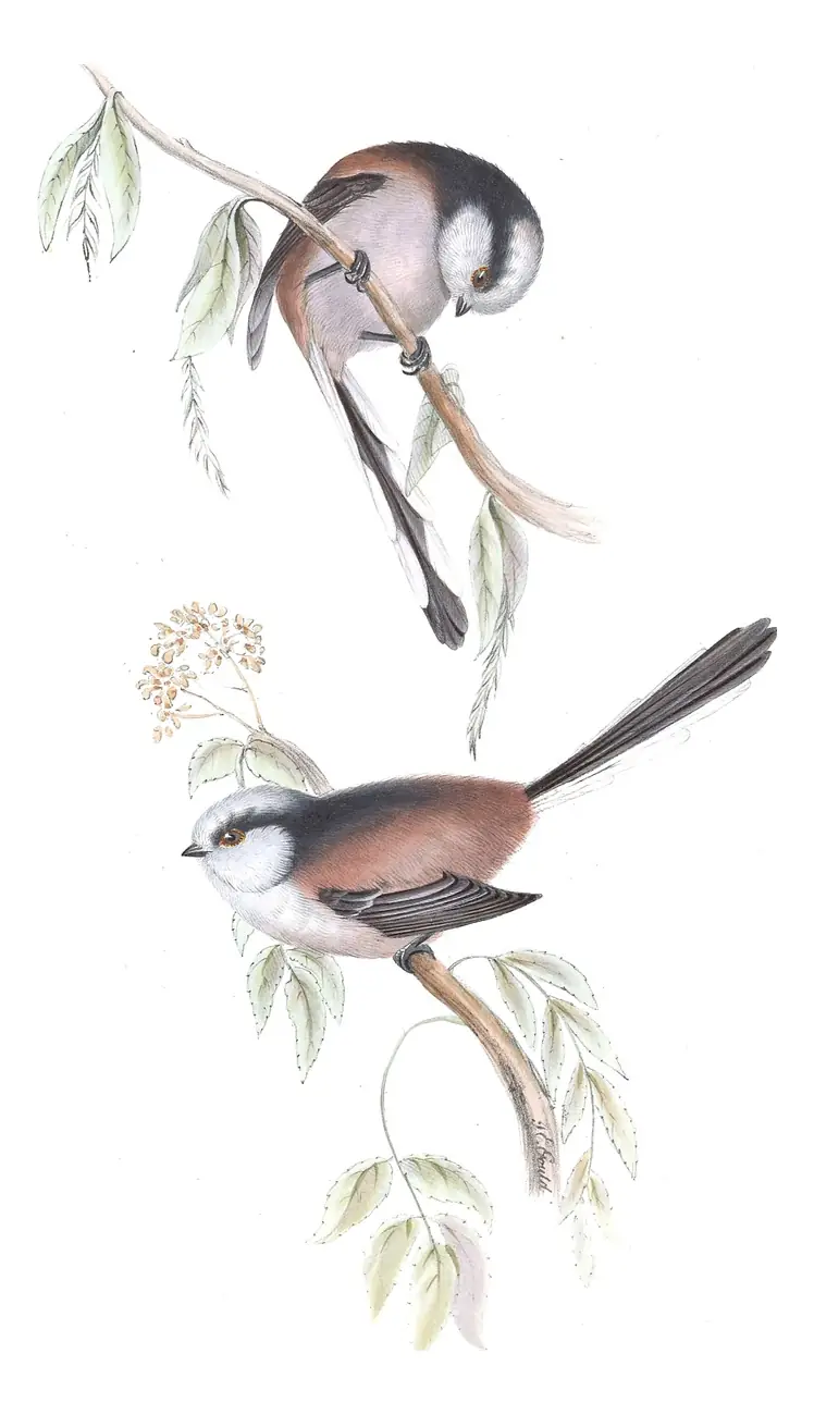 Plate 157 of Gould's The Birds of Europe: Long-tailed Tit (Aegithalos caudatus)