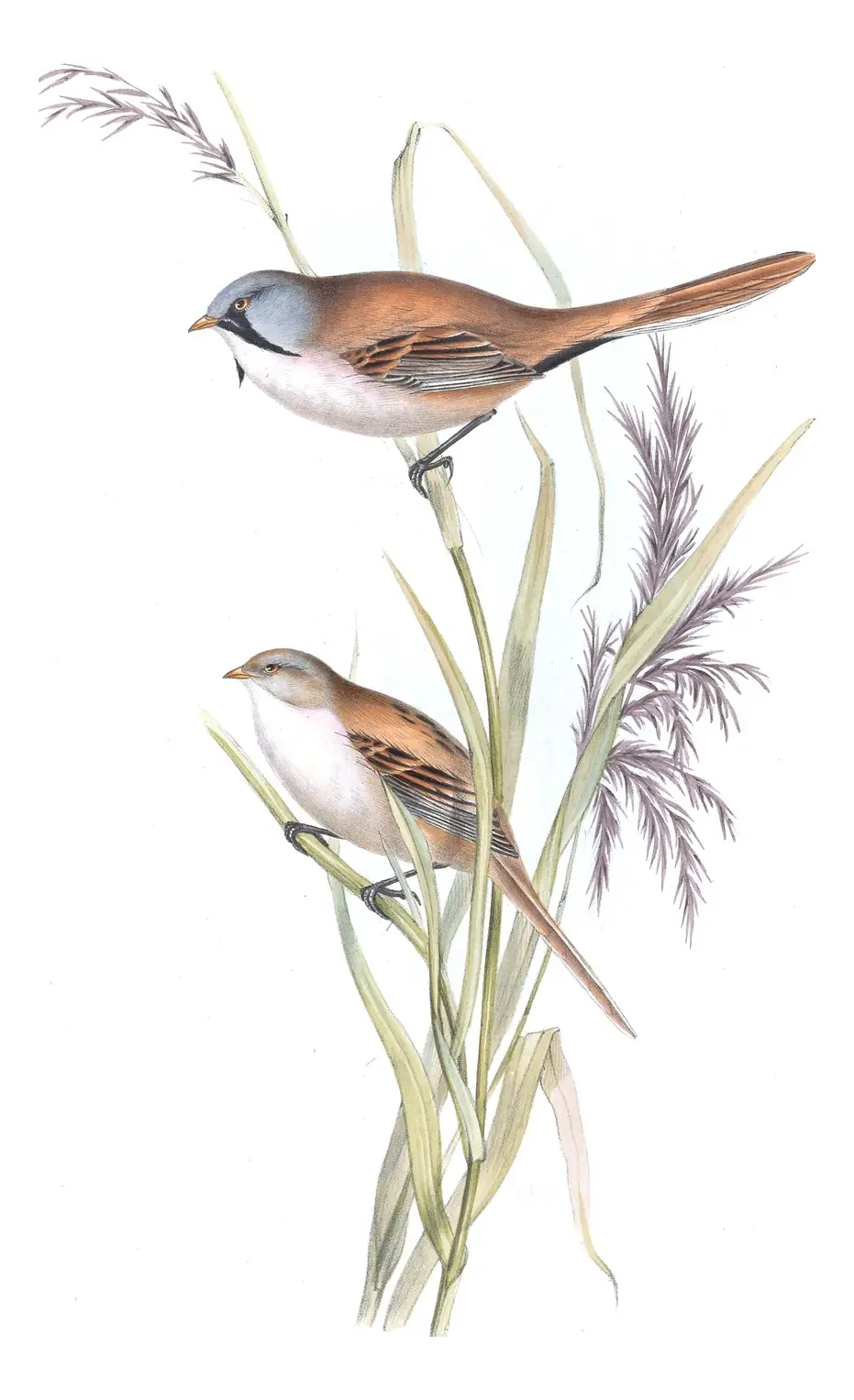 Plate 158 of Gould's The Birds of Europe: Bearded Reedling (Panurus biarmicus)
