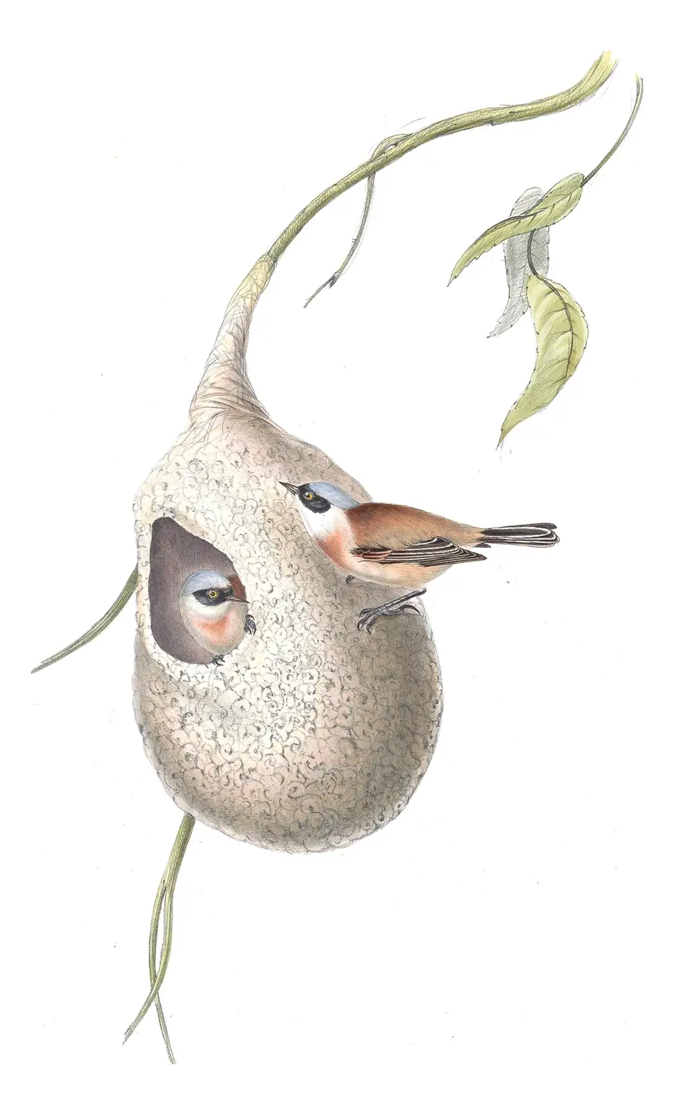 Plate 159 of Gould's The Birds of Europe: Eurasian Penduline-Tit (Remiz pendulinus)