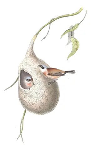 Plate 159 of Gould's The Birds of Europe: Eurasian Penduline-Tit (Remiz pendulinus)