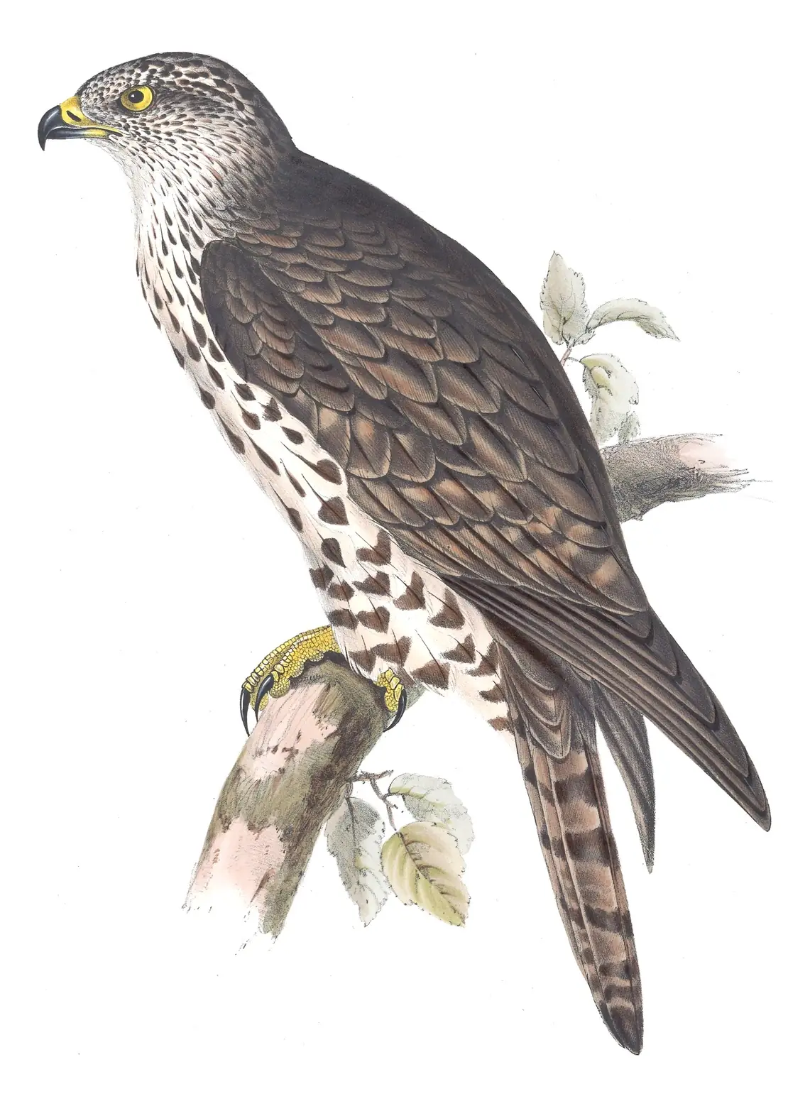 Plate 16 of Gould's The Birds of Europe: European Honey-buzzard (Pernis apivorus)