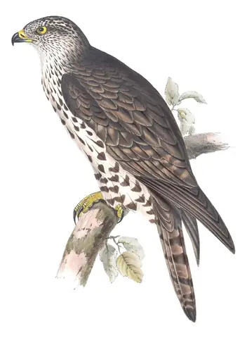 Plate 16 of Gould's The Birds of Europe: European Honey-buzzard (Pernis apivorus)