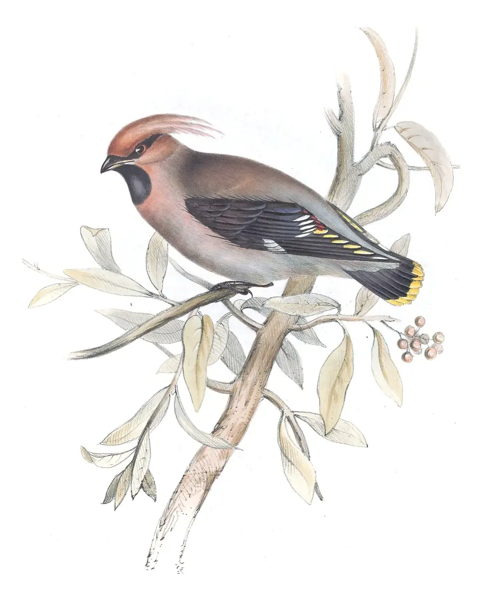 Plate 160 of Gould's The Birds of Europe: Bohemian Waxwing (Bombycilla garrulus)