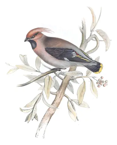 Plate 160 of Gould's The Birds of Europe: Bohemian Waxwing (Bombycilla garrulus)
