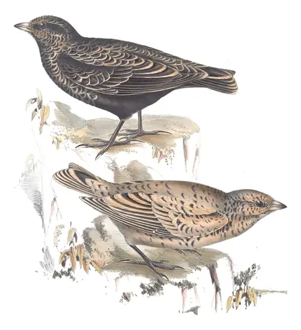 Plate 161 of Gould's The Birds of Europe: Black Lark (Melanocorypha yeltoniensis)
