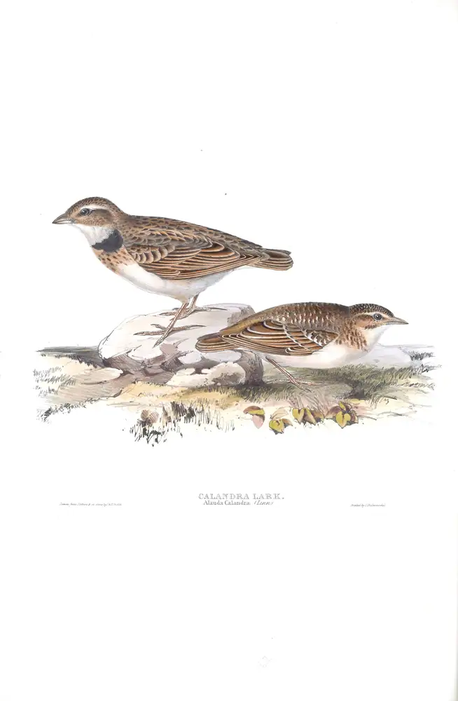 The whole sheet of plate 162, with its engraved caption