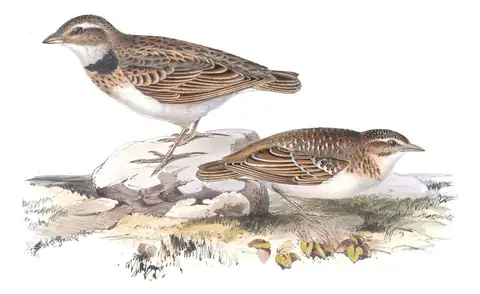 Plate 162 of Gould's The Birds of Europe: Calandra Lark (Melanocorypha calandra)