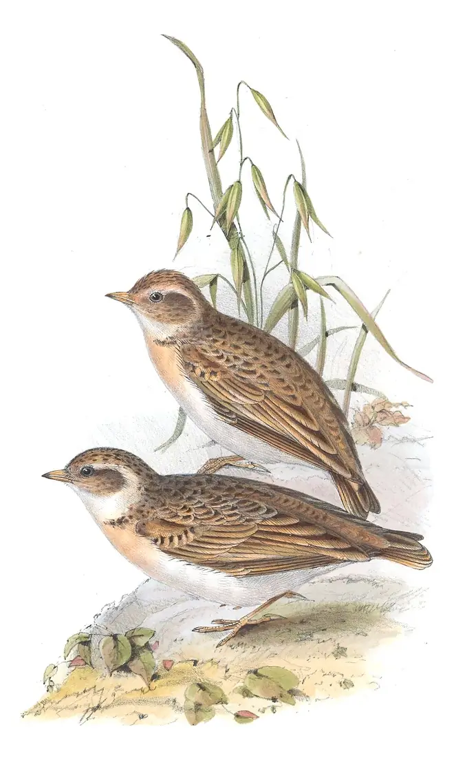 Plate 163 of Gould's The Birds of Europe: Greater Short-toed Lark (Calandrella brachydactyla)
