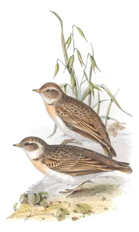 Plate 163 of Gould's The Birds of Europe: Greater Short-toed Lark (Calandrella brachydactyla)