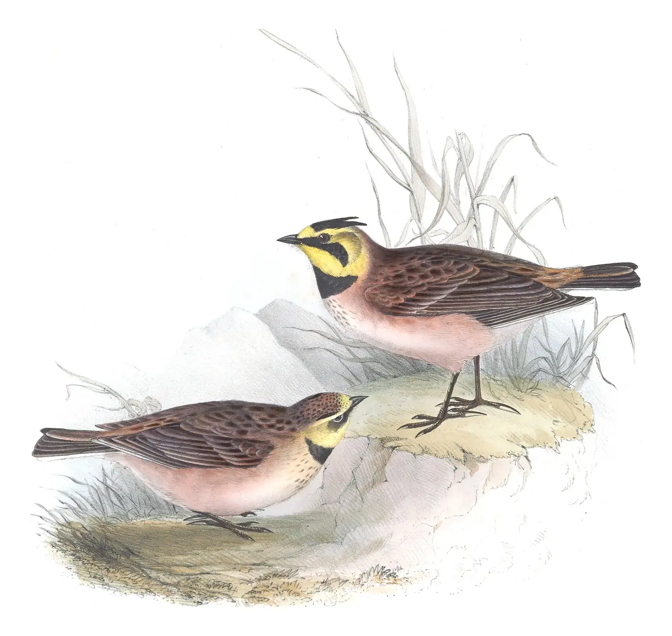 Plate 164 of Gould's The Birds of Europe: Horned Lark (Eremophila alpestris)