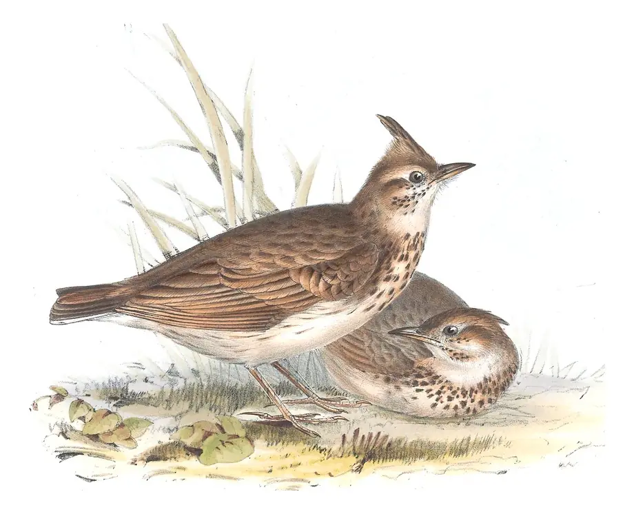 Plate 165 of Gould's The Birds of Europe: Crested Lark (Galerida cristata)